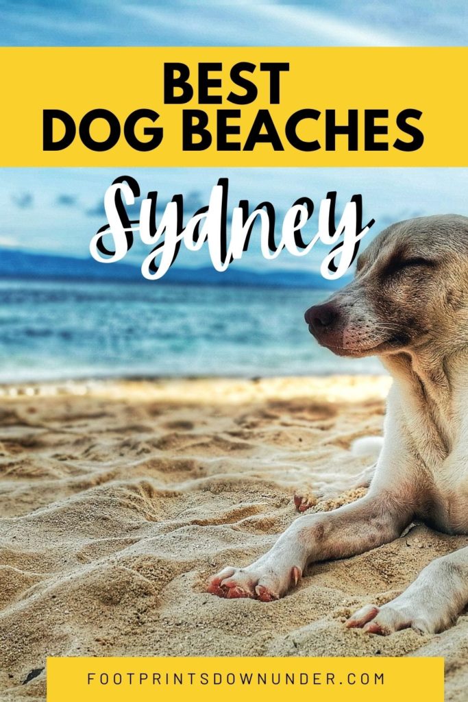 Dog Beaches in Sydney | Looking for a dog-friendly beach in Sydney? Here are our picks for the best beaches where your pup can run free!