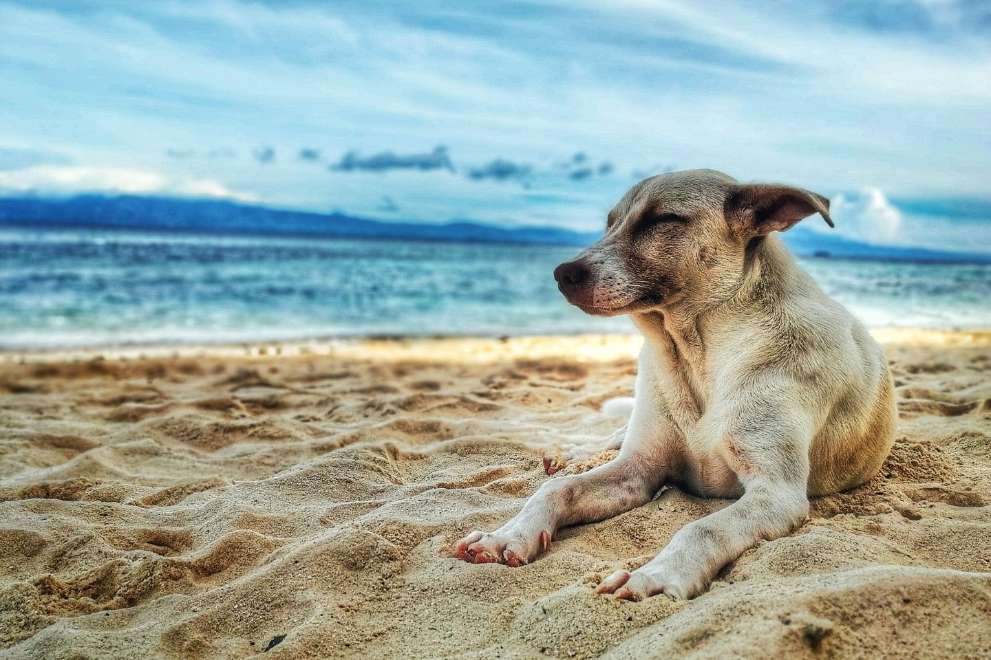 dog friendly beaches sydney